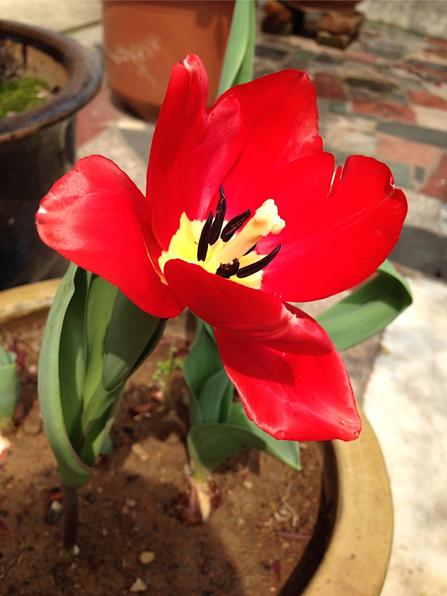 tulip-1.jpg