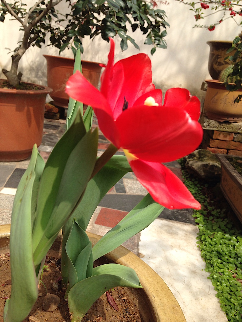 tulip-3.jpg