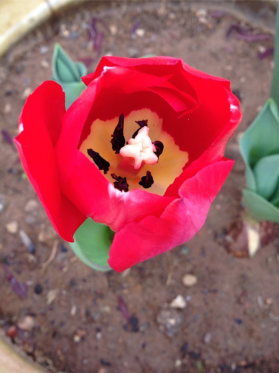 tulip-4.jpg