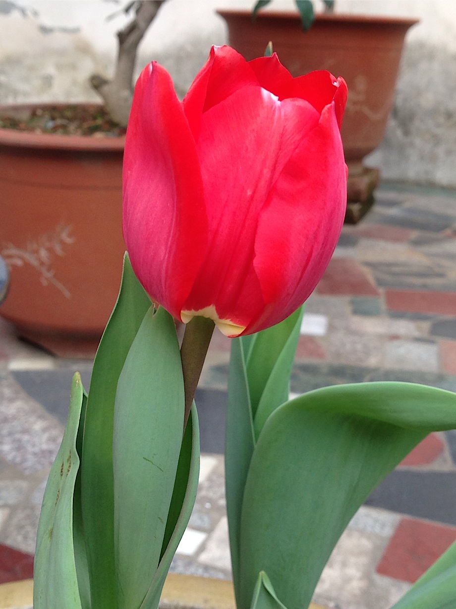 tulip-5.jpg